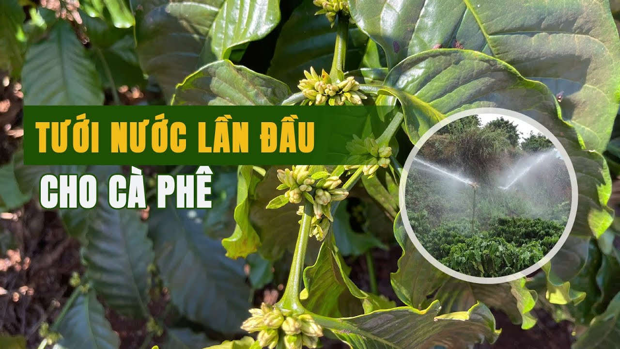 TƯỚI NƯỚC LẦN ĐẦU CHO CÀ PHÊ