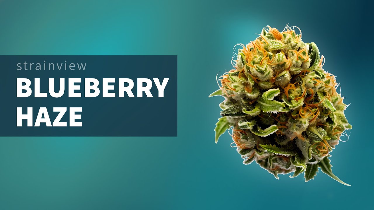 Blueberry Haze - StrainView
