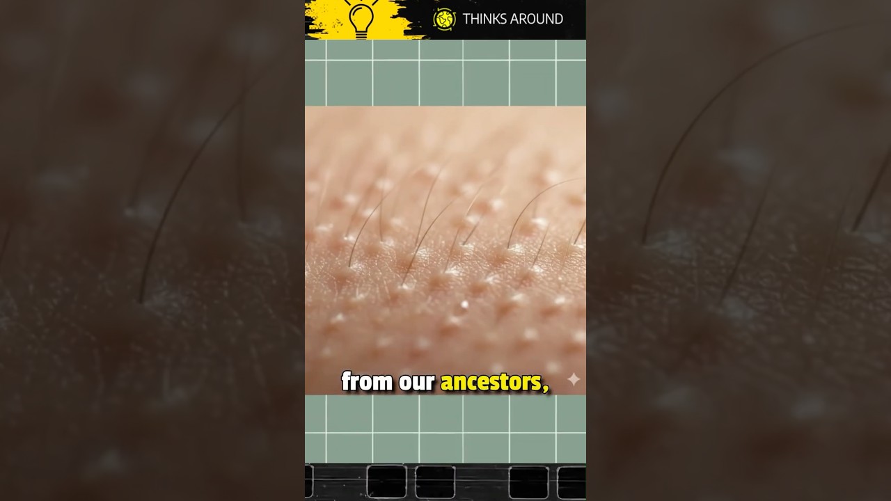 Why Do Humans beings Get Goosebumps? #shorts #shortsvideo #facts #science #interestingfacts