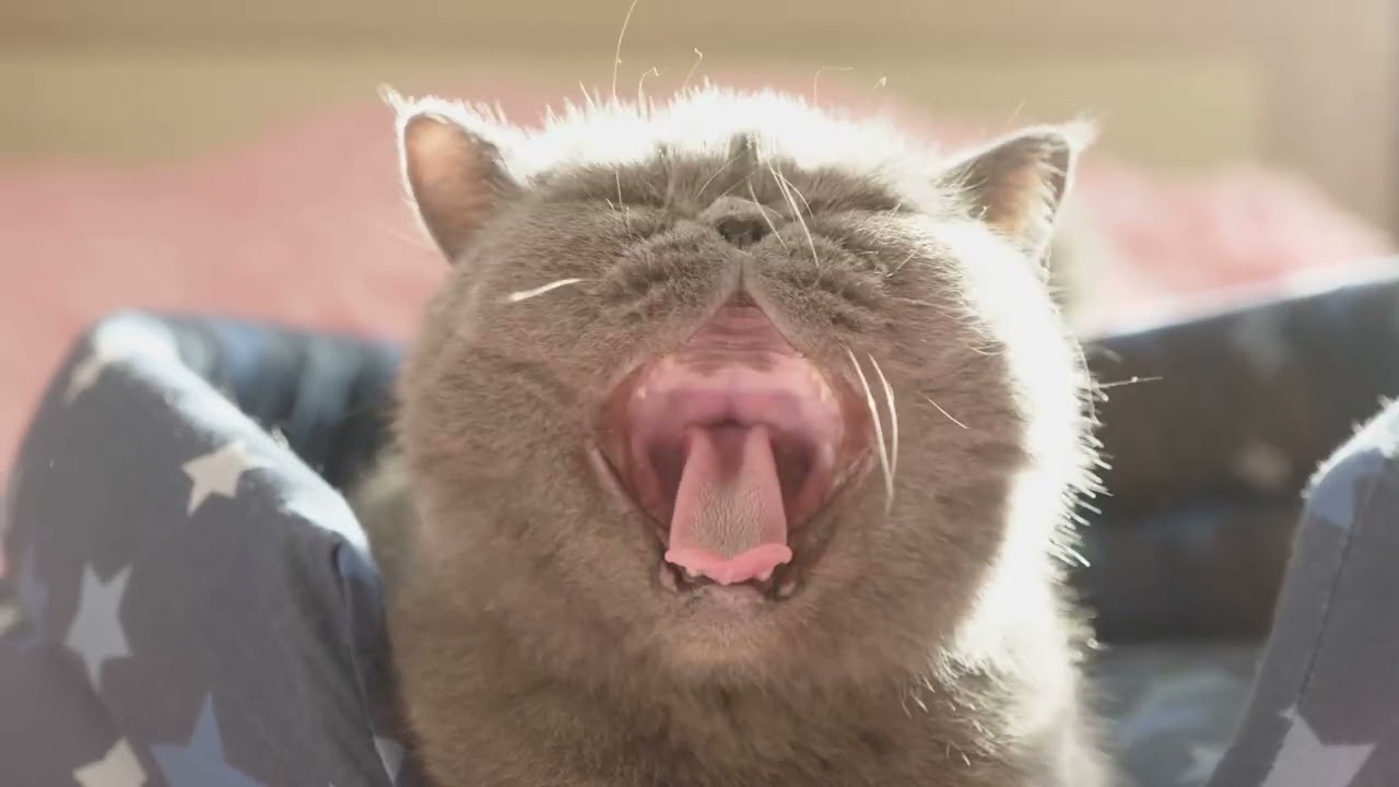 Mind-Blowing Cat Facts You’ll Wish You Knew Sooner