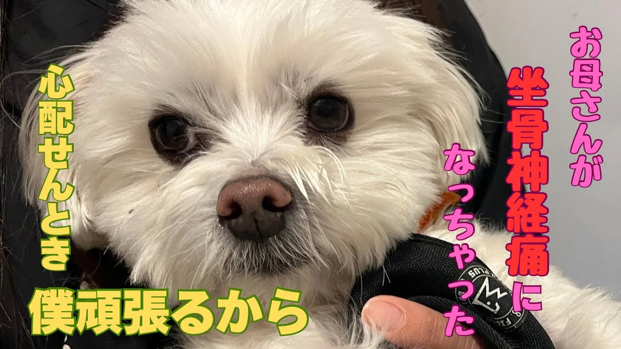 【坐骨神経痛】ぼく頑張るから‥大丈夫だよ
