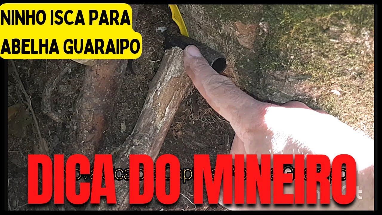 Dicas Para Ninho Isca Enterrado