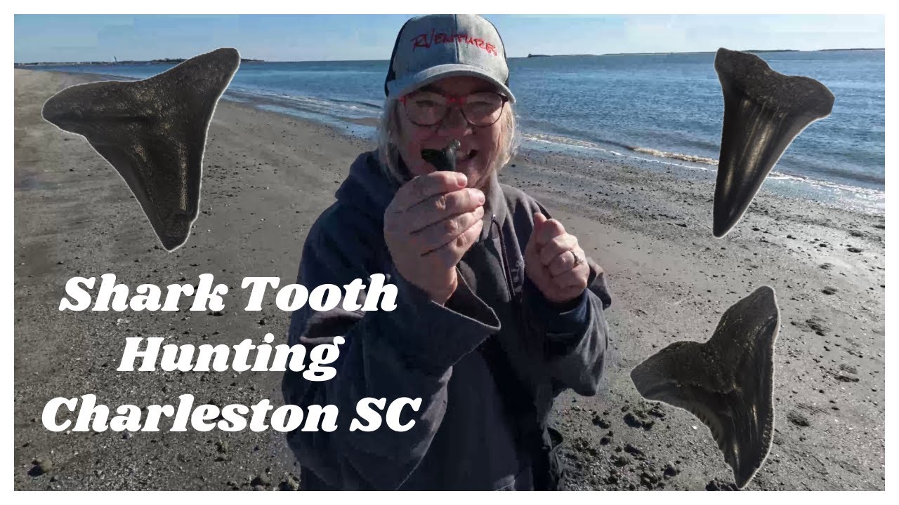 Shark Tooth Hunting Adventure in Charleston, SC!