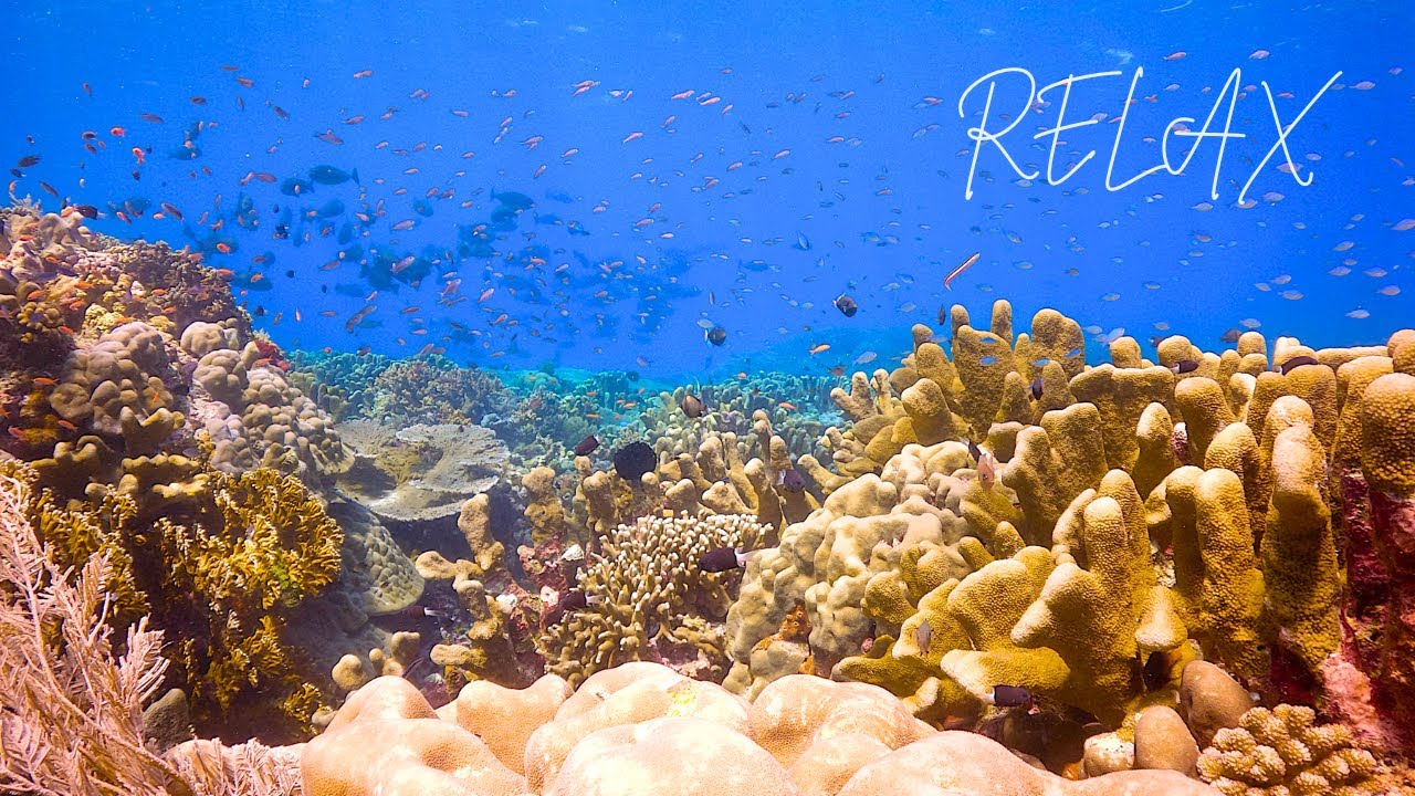 4K Relaxing Coral Reef Aquarium
