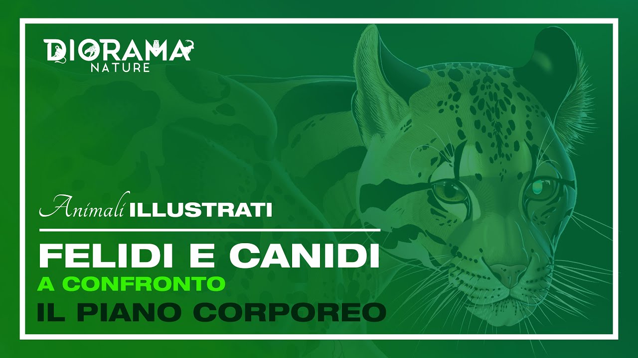 FELIDI E CANIDI A CONFRONTO - 𝘐𝘓 𝘗𝘐𝘈𝘕𝘖 𝘊𝘖𝘙𝘗𝘖𝘙𝘌𝘖 | 🐯✏️  𝐀𝐍𝐈𝐌𝐀𝐋𝐈 𝐈𝐋𝐋𝐔𝐒𝐓𝐑𝐀𝐓𝐈 | | 📺 𝟸𝚡𝟶𝟺
