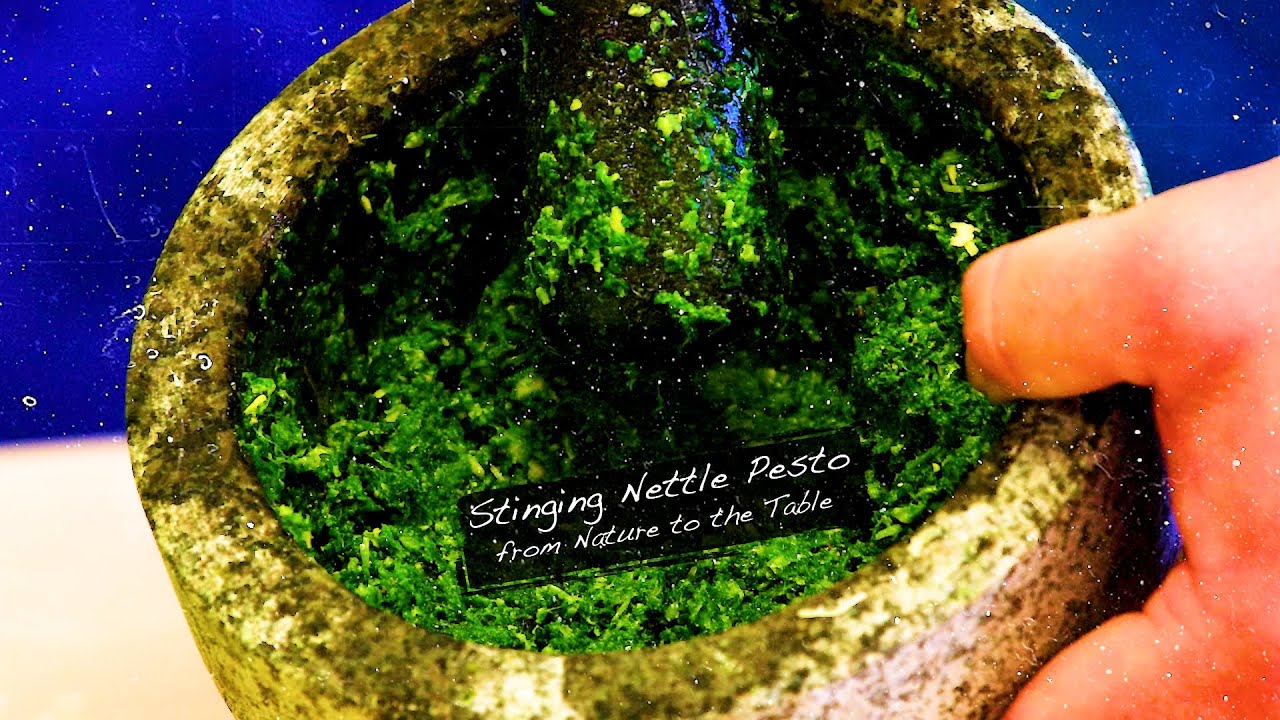 Stinging Nettle Pesto - from Nature to the Table