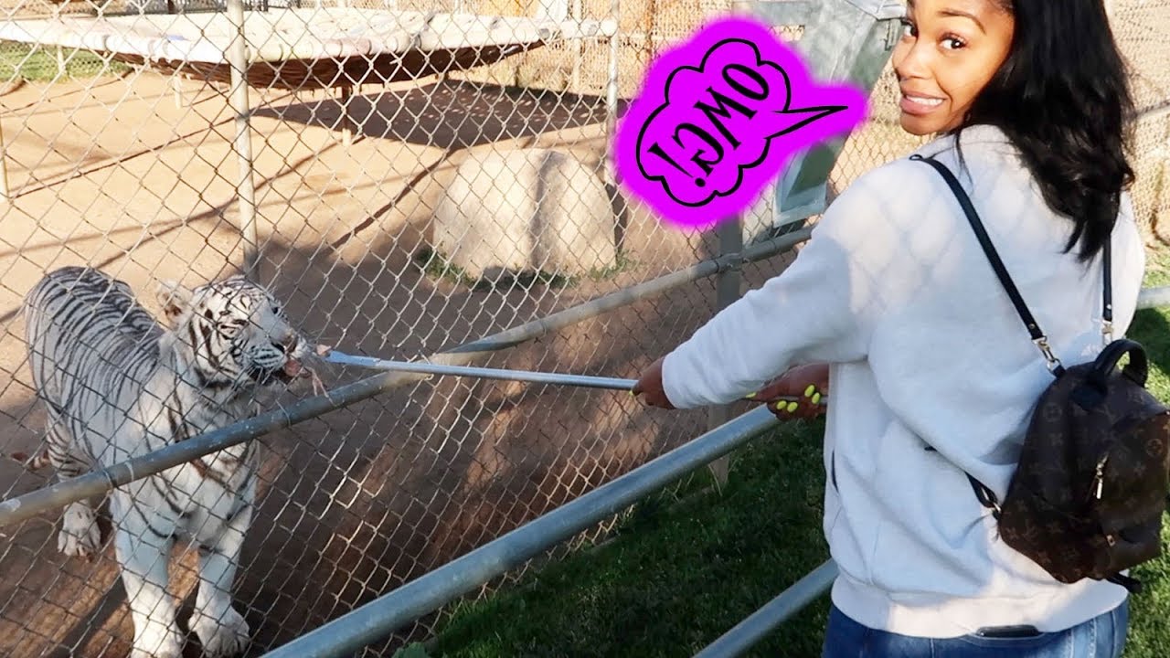 FEEDING LIONS, TIGERS & BEARS! THIS WAS UNBELIEVABLE..