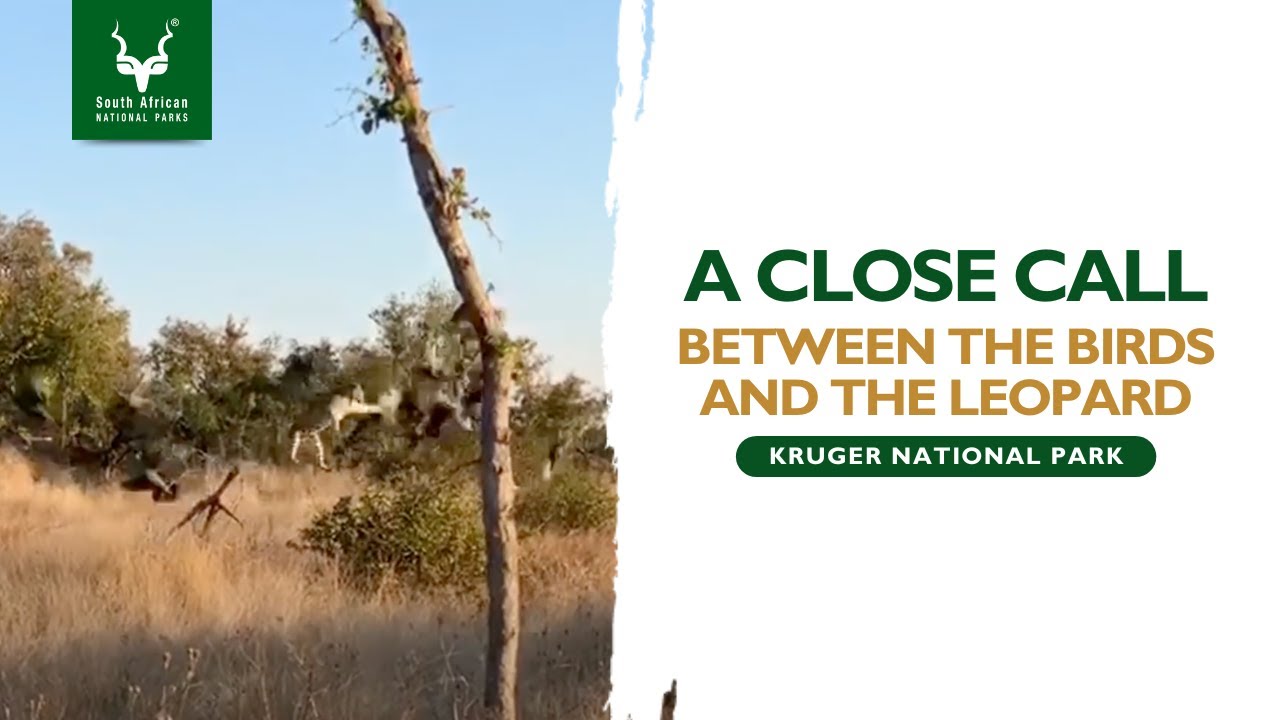 Close Call in the Wild: A Kruger National Park Adventure #SANParks