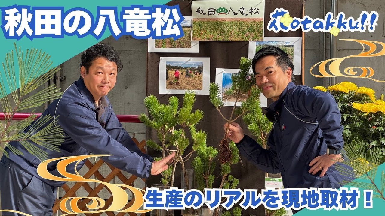 花OTAKKU!!｜秋田の八竜松を徹底紹介！生産の裏側と魅力に迫る