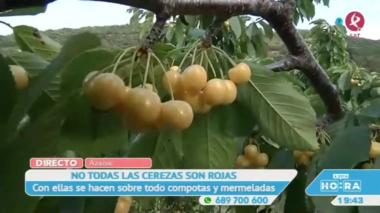 En Extremadura, no todas las cerezas son rojas | A esta hora