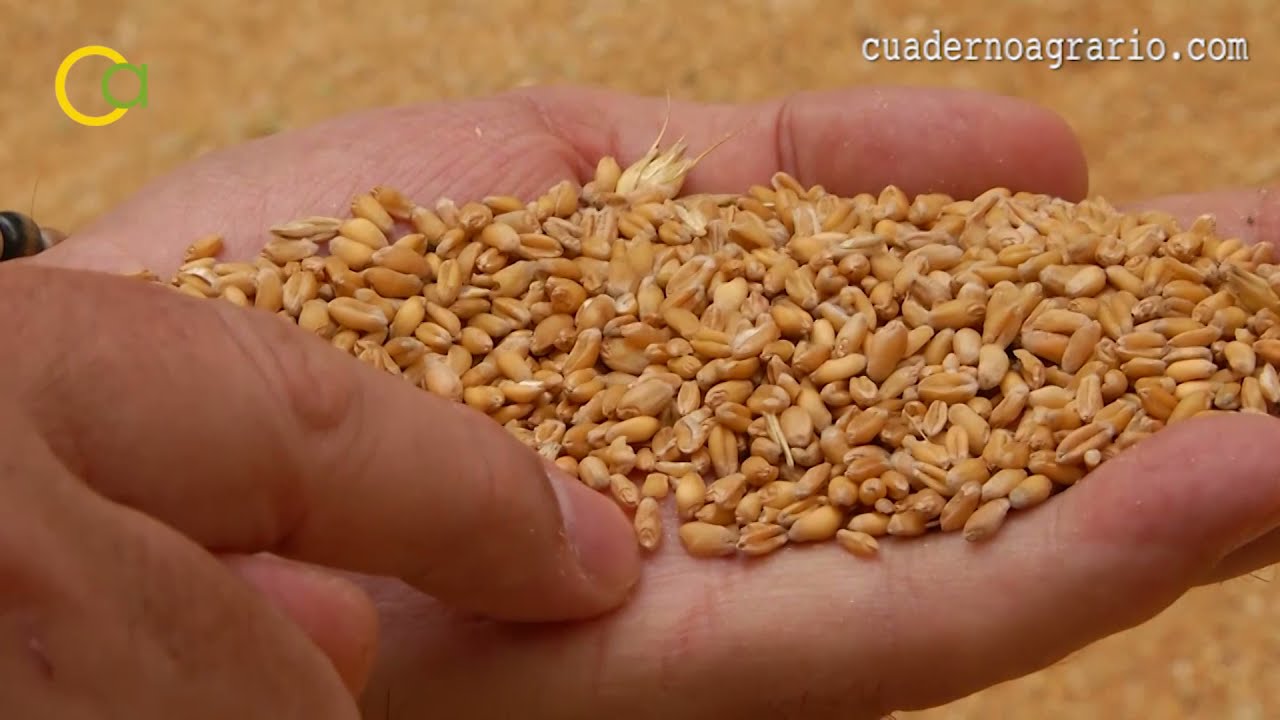 Recolección de cereales en Sevilla