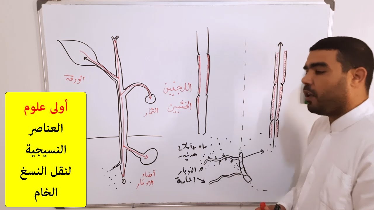 العناصر النسيجية لنقل النسغ الخام (حسب التدرج الجديد)