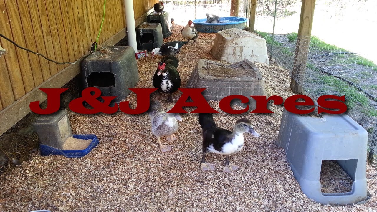 Duck House - Chicken Coop - and other Poultry Coop Bedding
