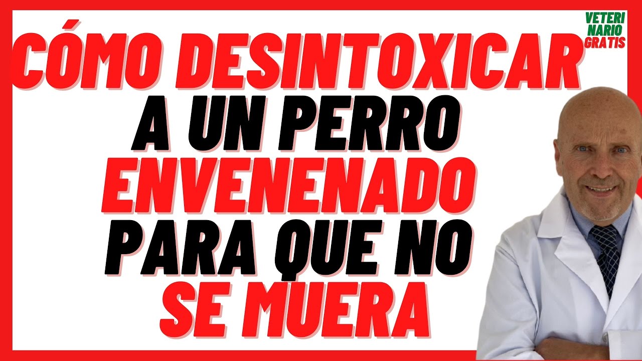 🔴 Cómo DESINTOXICAR a un PERRO Envenenado 🟢 Que hacer en Caso de Envenenamiento de Un Perro 🟢