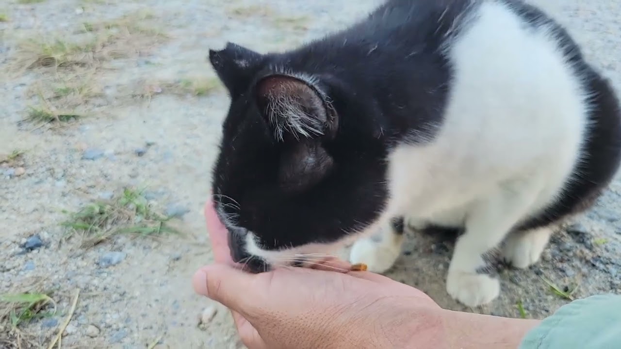 2025 10 13 さくら猫・地域猫⑤ ロロちゃん、みゅうちゃん