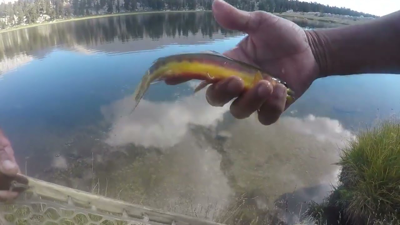 Fly Fishing for Golden Trout at South Fork Lakes (Near Lone Pine, CA)