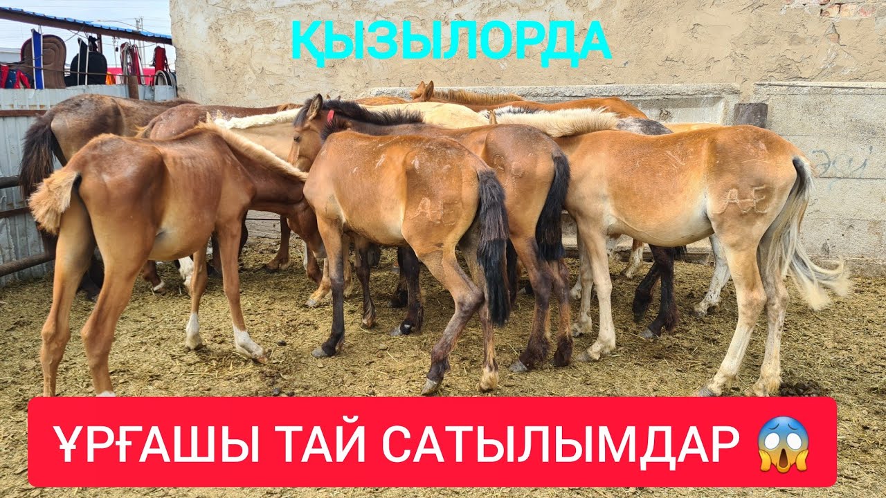 ҚЫЗЫЛОРДА МАЛ БАЗАРЫ, СИЫР ЖЫЛҚЫ КОЙ ЕШКІ БАҒАЛАРЫ.