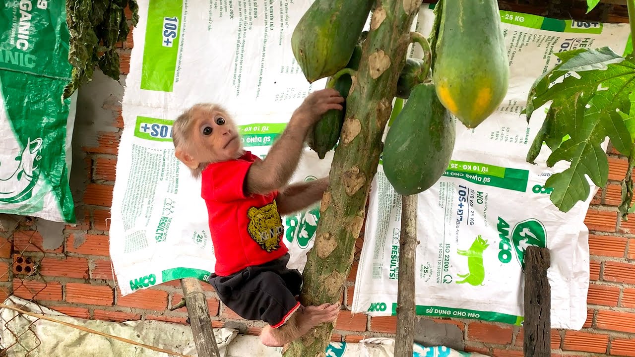 Too Excited! Mynu Drives Supercar to Harvest Papayas on the Farm