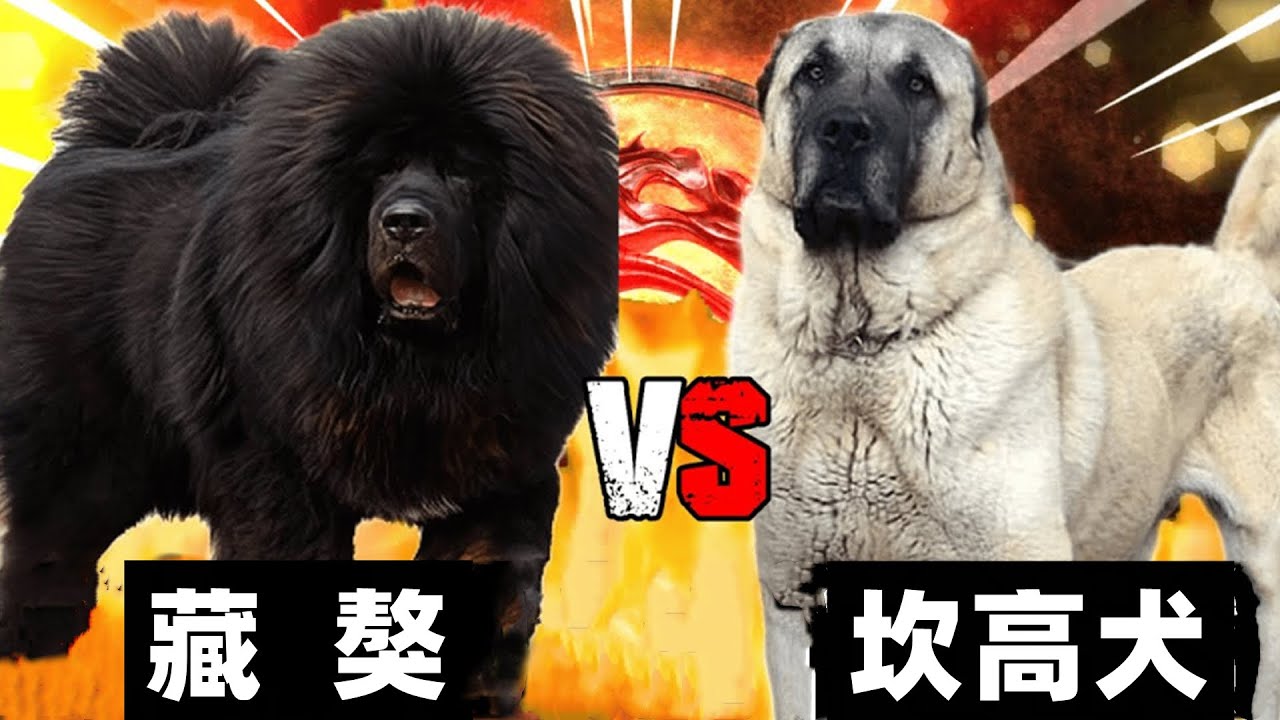 藏獒vs坎高犬，谁才是大型猛犬的战力天花板呢？