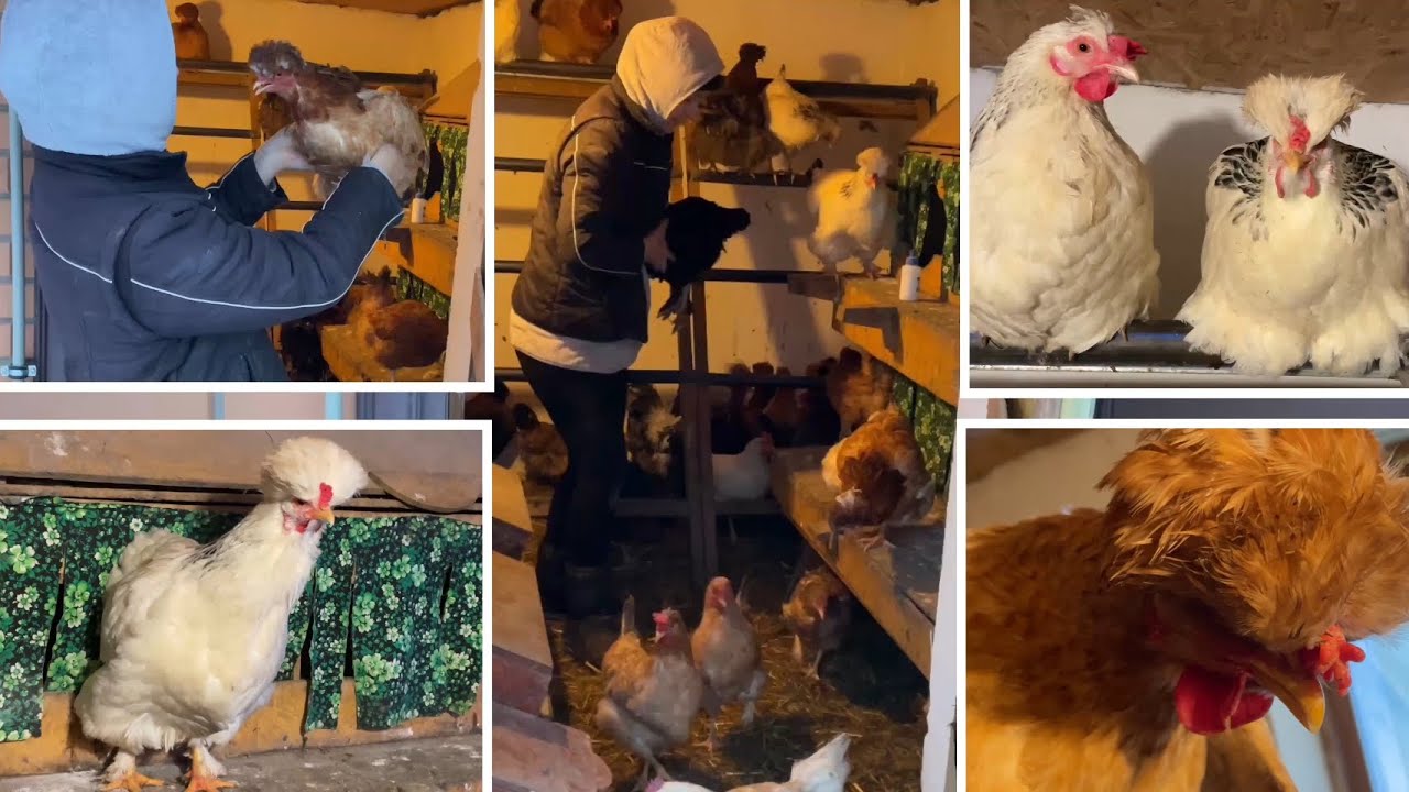 Одна из причин ПОЧЕМУ КУРЫ НЕ НЕСУТ ЯЙЦА 