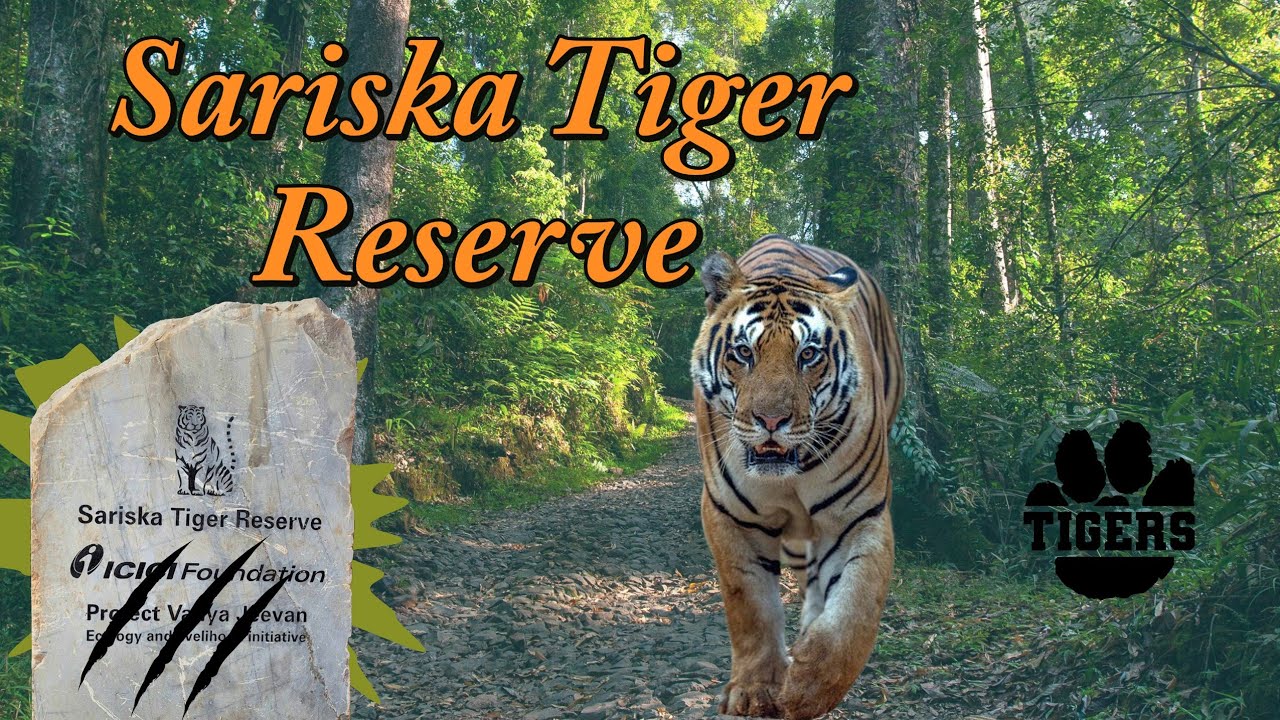 Sariska Tiger Reserve | Sariska National Park | Sariska Tiger Safari | Wildlife Safari | Rajasthan