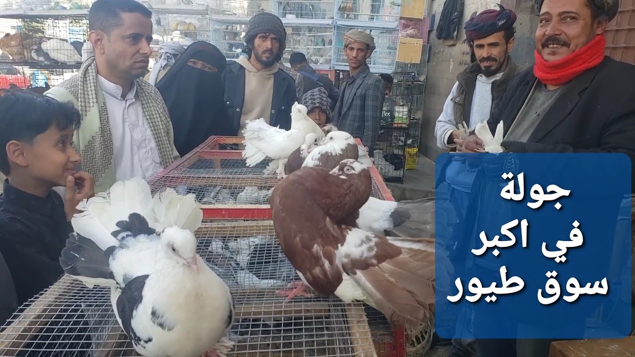 جولة في اكبر سوق طيور في اليمن