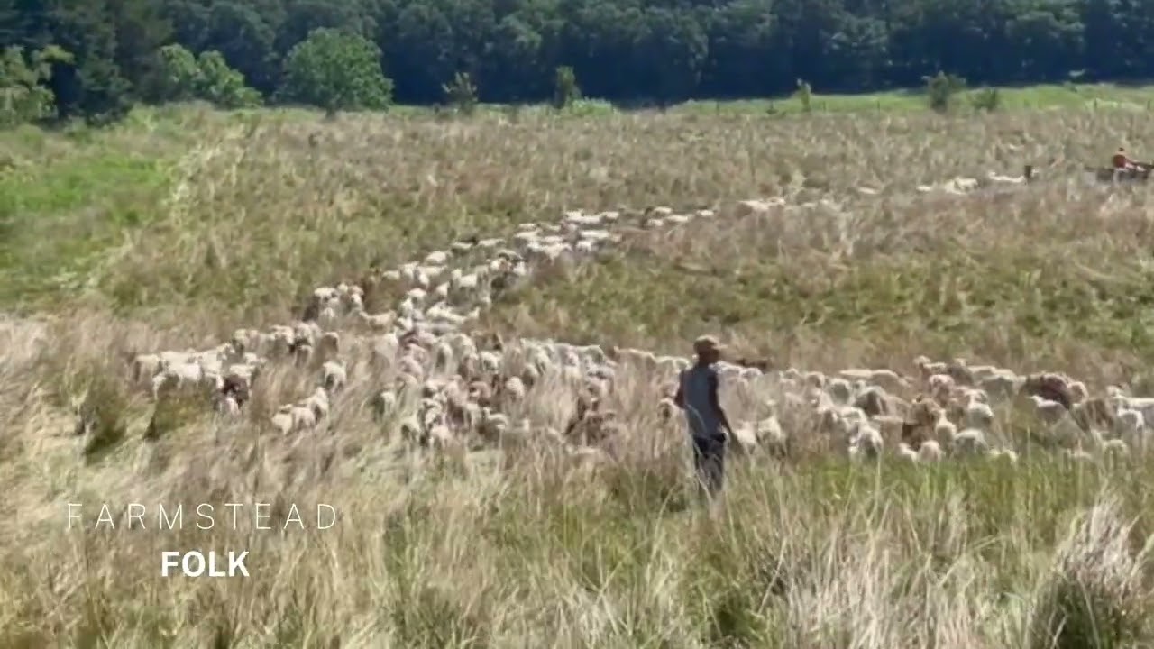 Moving Our Sheep On Our 1,400 Acre Farm!