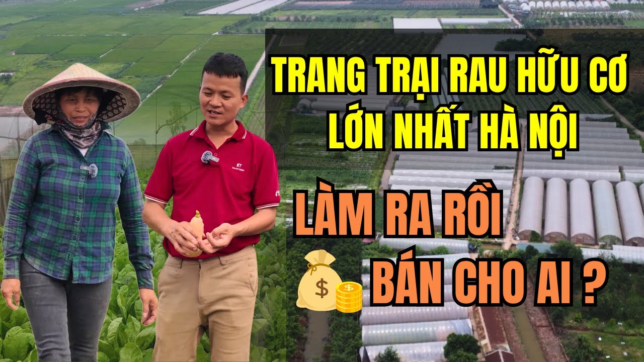 Bên Trong Trang Trại Rau Hữu Cơ Lớn Nhất HÀ NỘI - Làm Như Thế Nào? Có Thật Không? Bán Cho Ai?