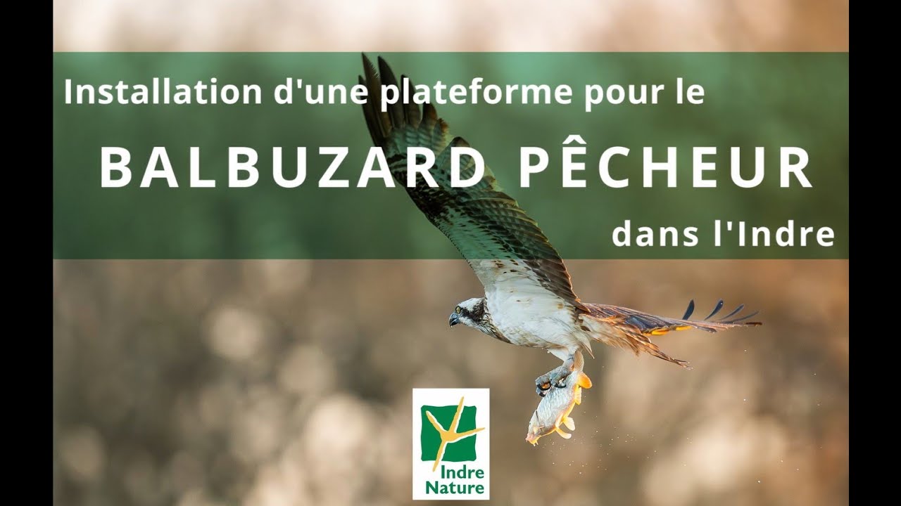 Pose d'une plateforme pour le Balbuzard pêcheur