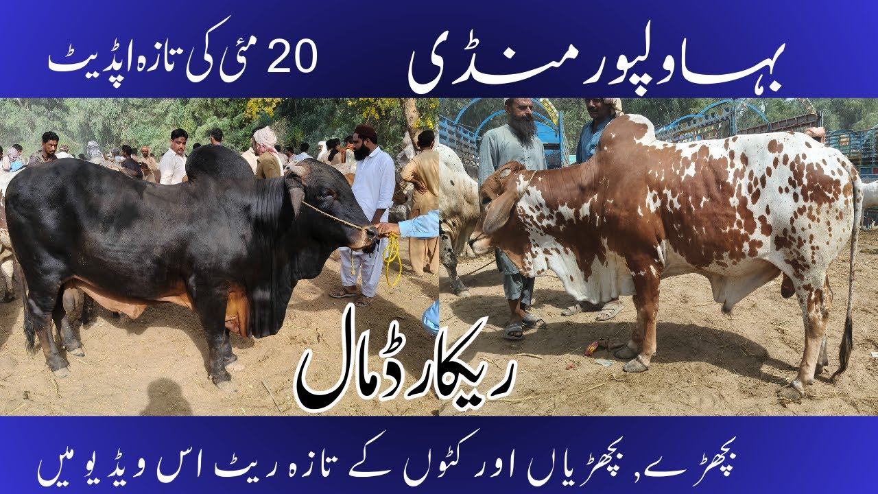 Mandi Update: Bahawalpur Market Prices Explored (2025)