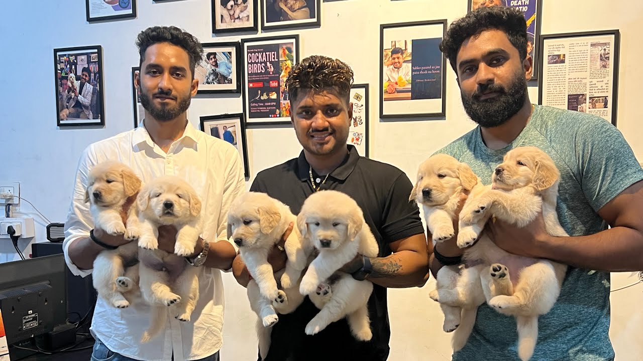 Ek baar phir shandar Golden Retriever Puppy | Saurabh Dog Kennel | Contact - 9140752208, 7275863266