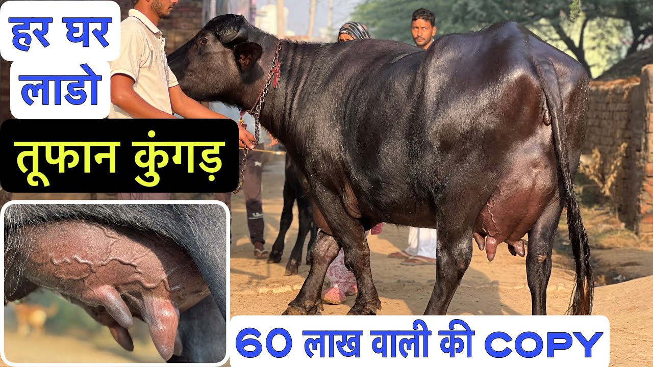 60 लाख वाली लाडो धांसू की Copy । Daughter of Tuffan Kungar । Anuj , Rohtak