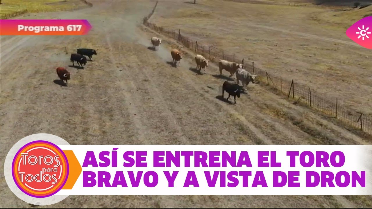 El entrenamiento del toro bravo durante el verano y a vista de dron