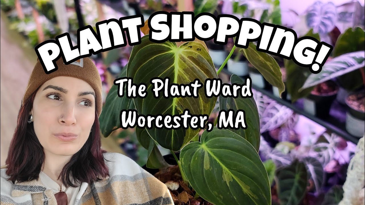 GORGEOUS NEW PLANTS IN STOCK!! 😮 Plant Shopping at The Plant Ward in Worcester, Massachusetts 🌿🩷