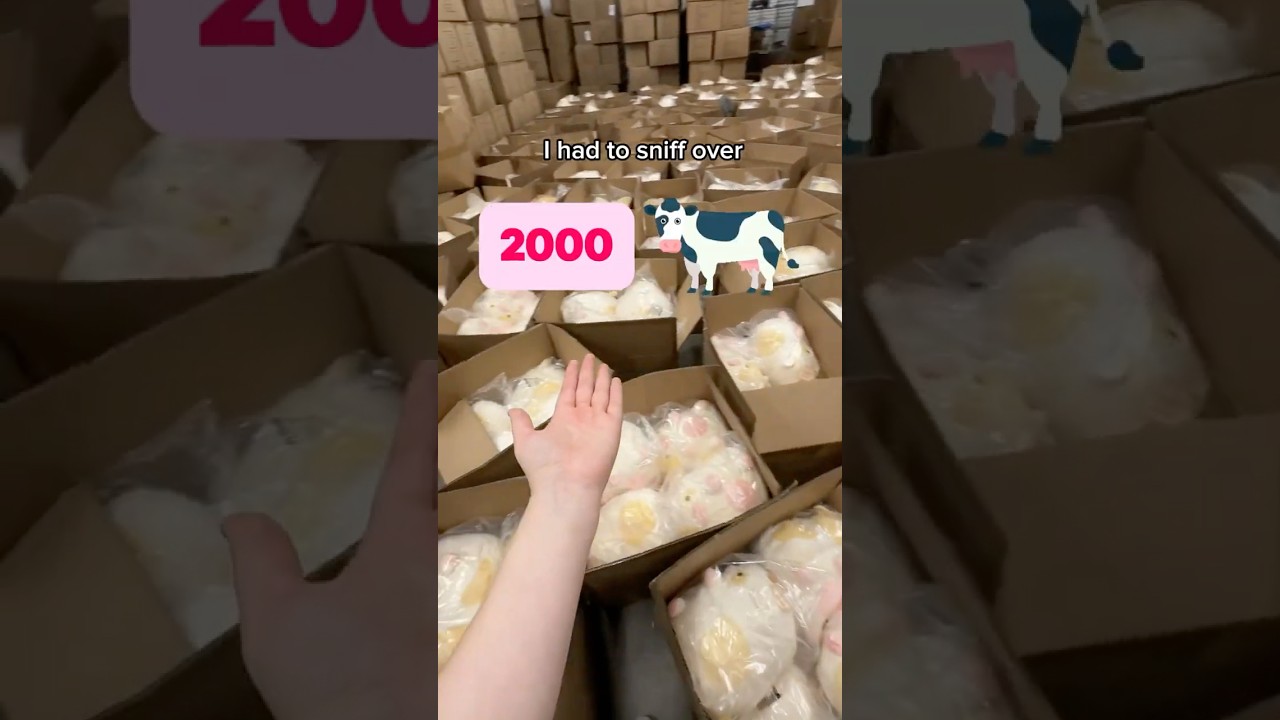 Обнюхиваем более 2000 коров 🐄😳 #малыйбизнес #склад #плюшевыеигрушки #плюш #видеовкороткомюте #бан...