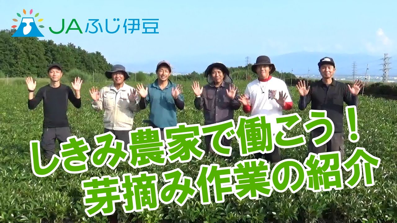 【無料職業紹介所あぐりキューピッド・農作業・職業紹介】しきみ農家で働こう～しきみの芽摘み作業～