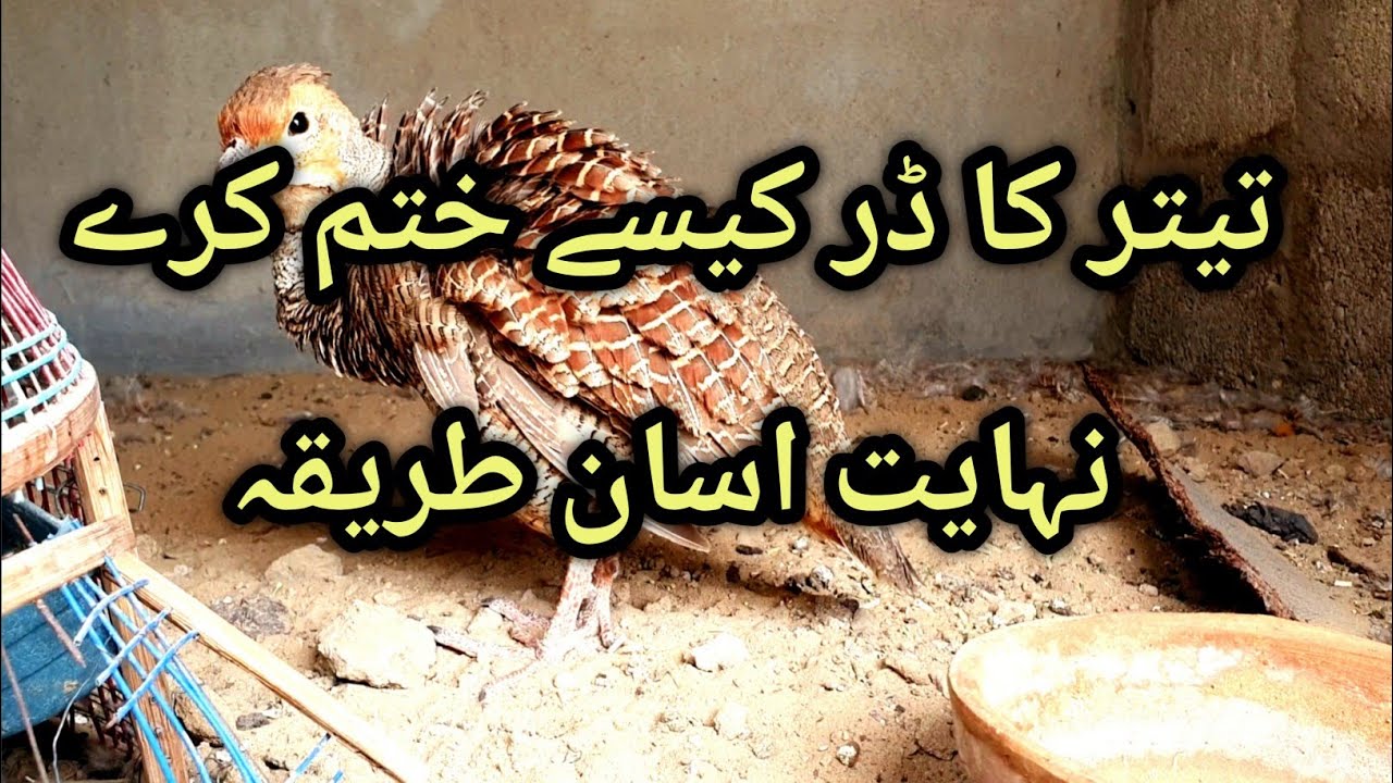 Teetar Ka Dar Kaise Khatm Karen Aasan Tarika //Teetarjorha//Dakhniteetar