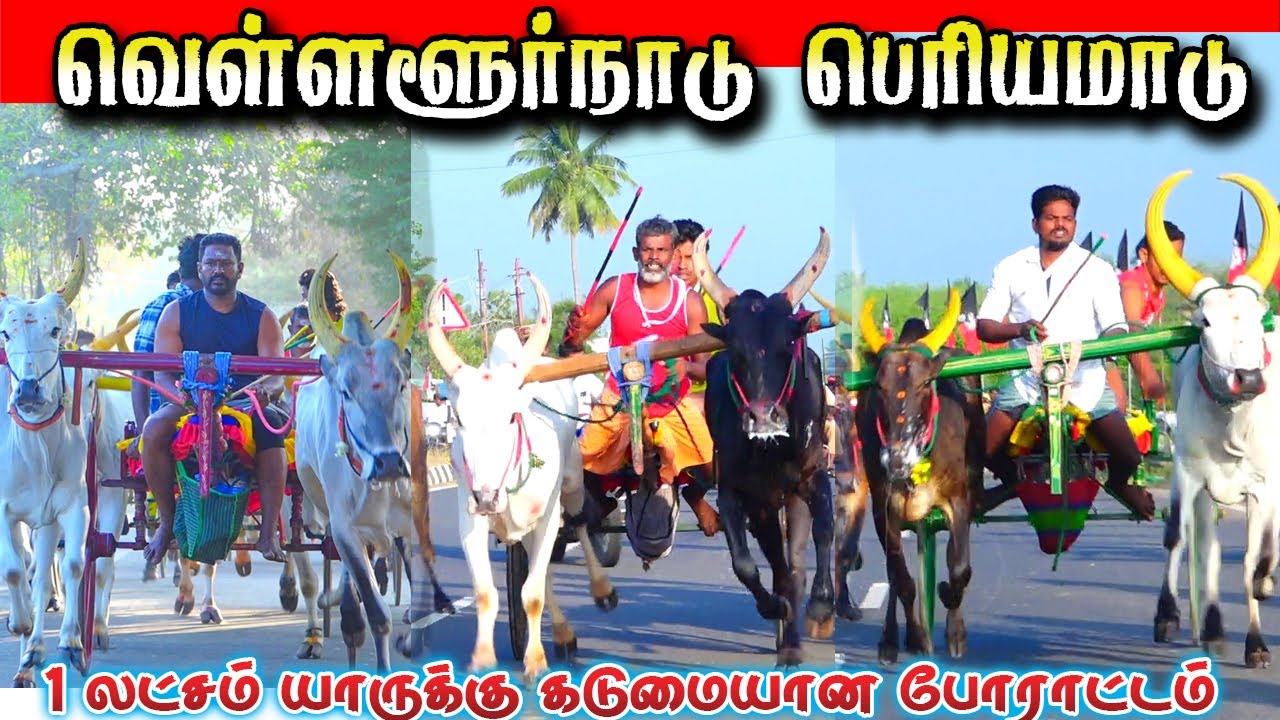1.00.008 வெள்ளலூர் பெரியமாடு பந்தயம் 07/02 2026 #krish_studio_kattumavadi