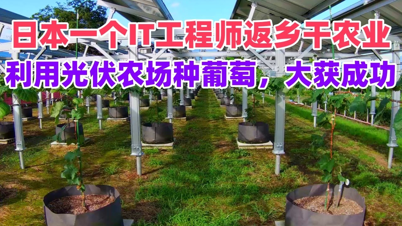 日本一个IT工程师返乡干农业，利用光伏农场种葡萄，大获成功