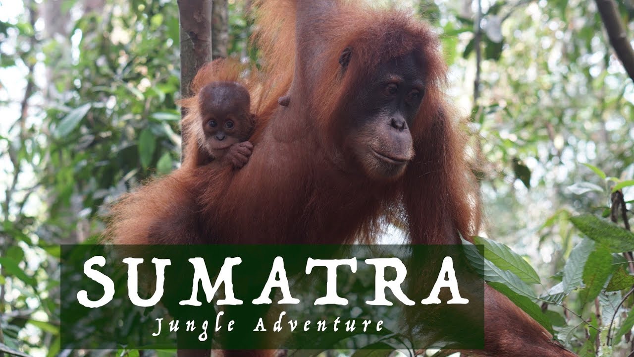 Sumatra Travel Highlights - Jungle Adventures with Orangutans