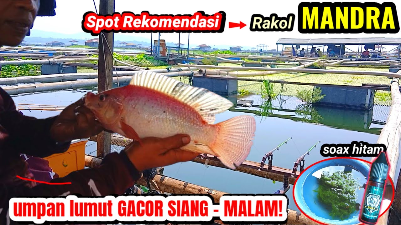 Gak nyangka, di rakit kolam banyak nila badotnya! || TES ESSEN SOAX DI RAKOL MANDRA WADUK CIRATA