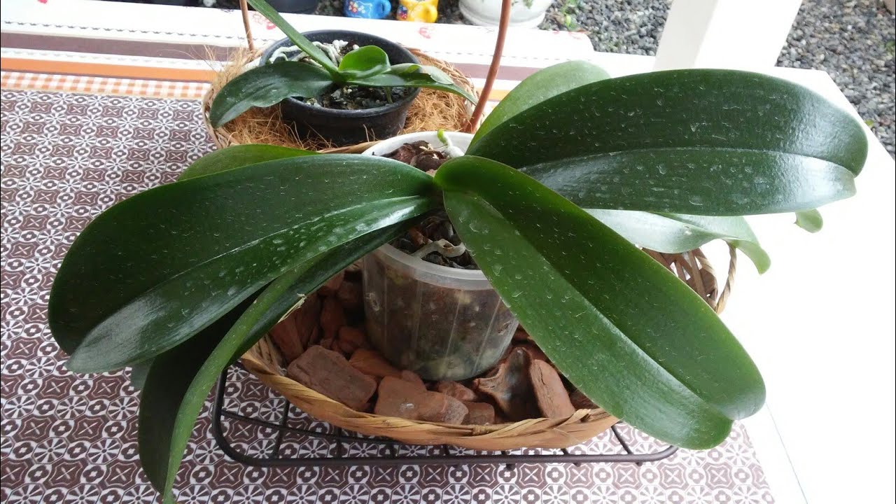 Adubando as phalaenopsis novas com farinha de osso na água evitando molhar o centro delas.