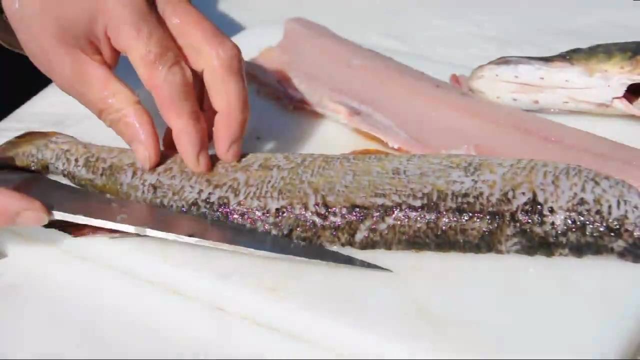 Hecht filetieren - How to filet pike or jackfish