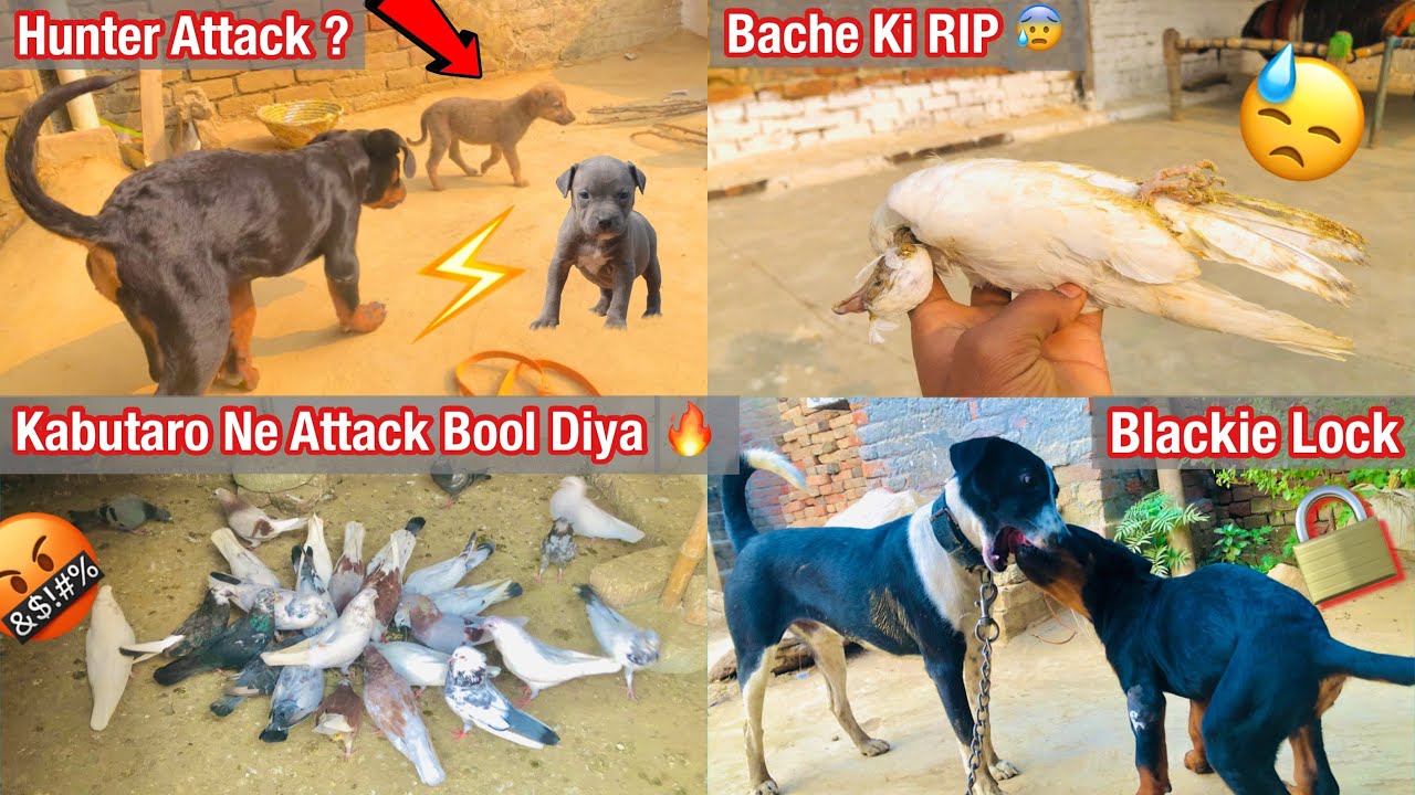 Hunter Attack!!🤬Kabutaro Ne Attack Bool Diya 🕊️🔥