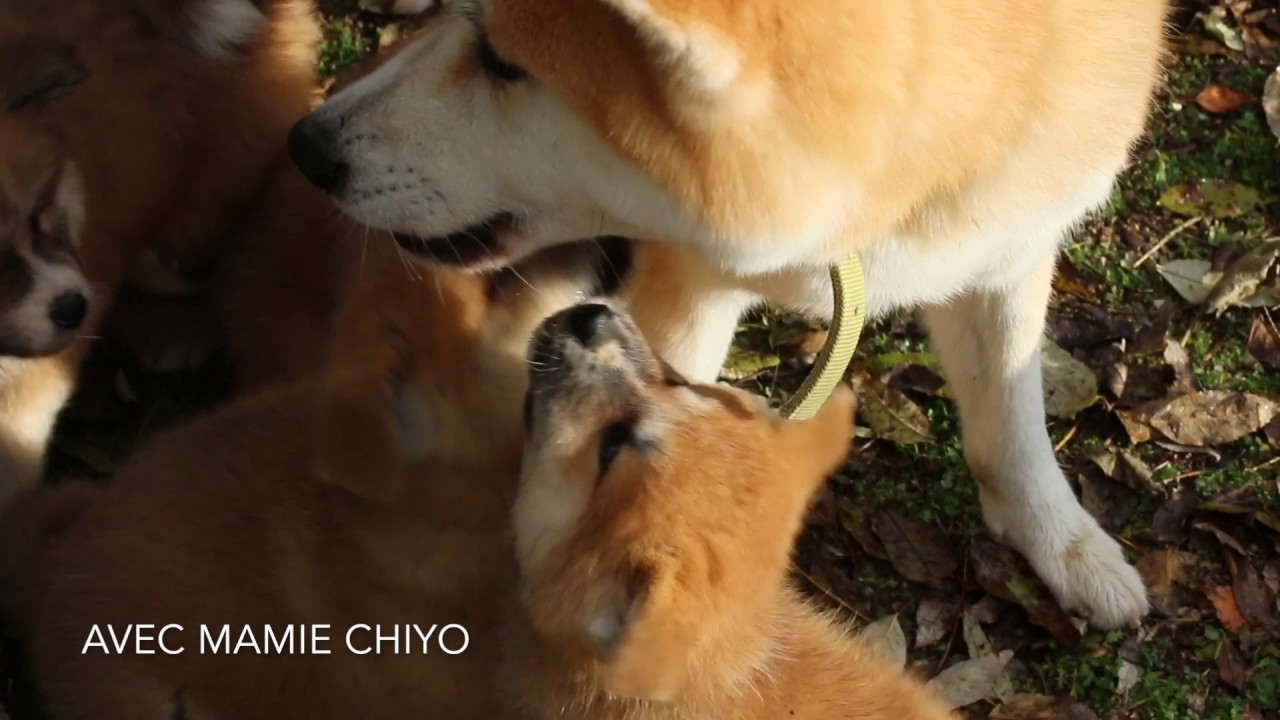 Chiots AKITA - TAE x KYODAI - Deuxième mois