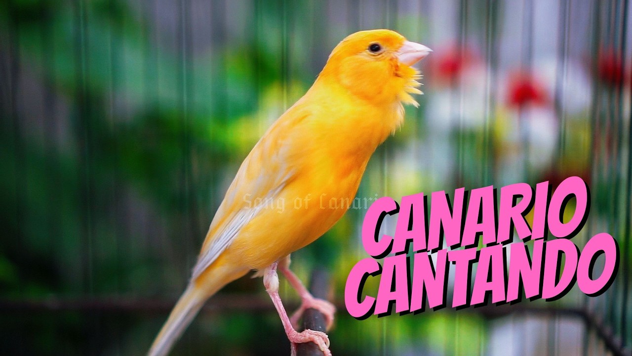 COLOQUE ISSO E SEU CANÁRIO VAI CANTAR NA HORA! (99,8% EFICAZ)