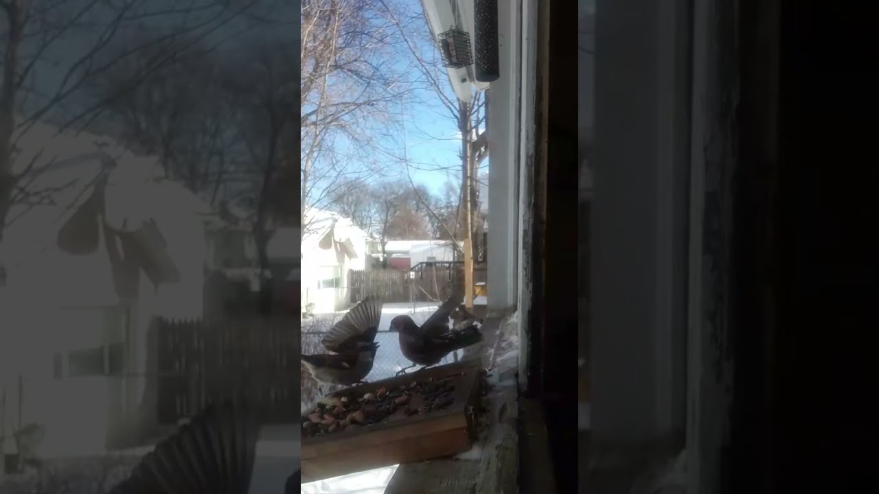 🚨🚨squabble🚨🚨 #finches#sparrows #birds #like #share #subscribe#nature #fypシ 