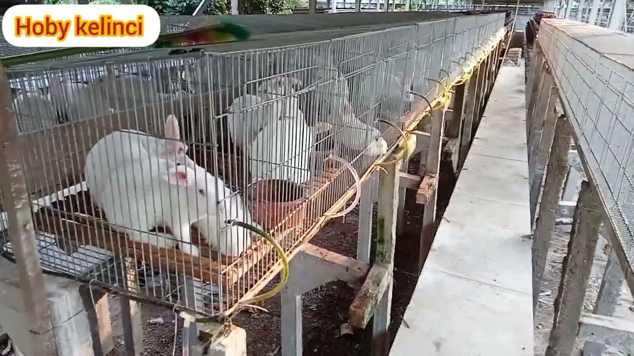 Sukses ternak kelinci pedaging ratusan ekor nzw dan Hyala terbesar di Blitar ( kemitraan Kaliabu)