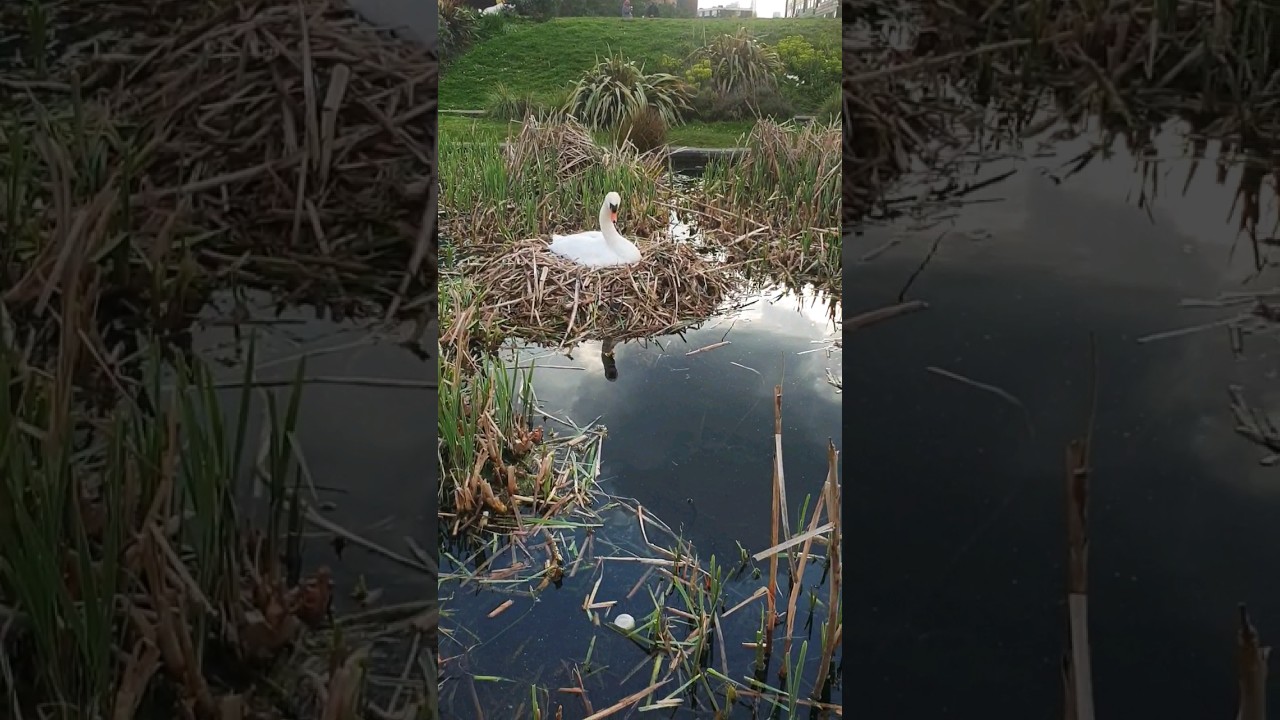 The Swan  is Relaxing in The Nest 🥰 #shorts #swan #youtube shorts