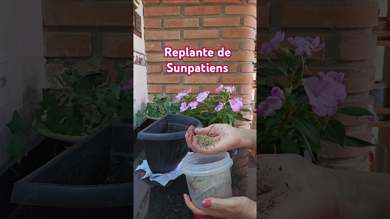 Replante de Sunpatiens #plantas #sunpatiens #dicasdecultivo #plantas #flores
